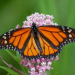 探索澳门威利斯游戏平台的独特魅力与游戏种类的多样性 bchc1o